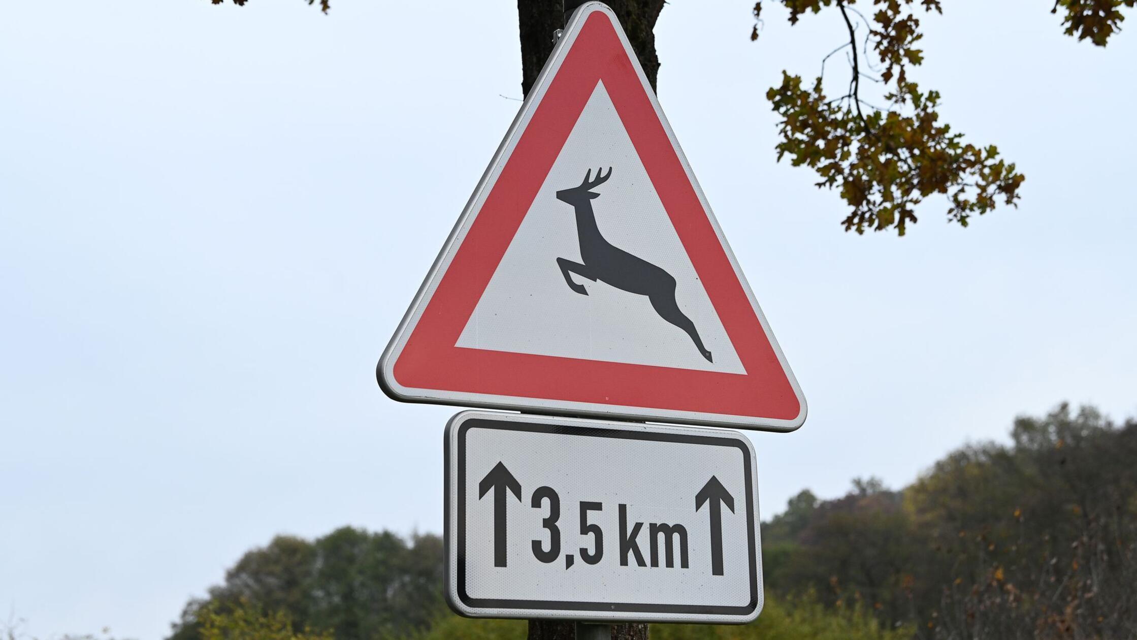 Ein Verkehrszeichen "Vorsicht Wildwechsel" steht a