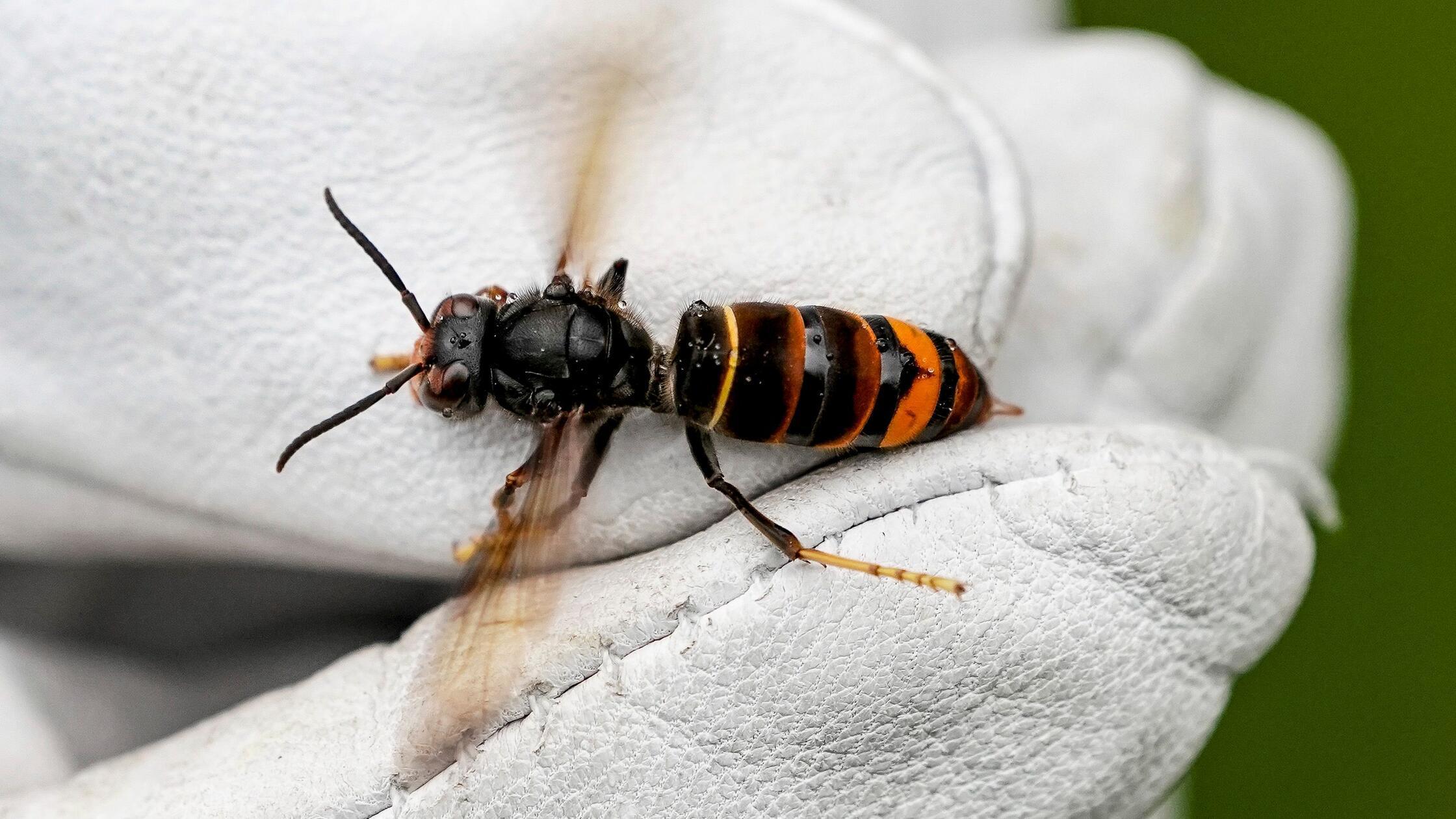 The Asian hornet has arrived in the Fürth district - | this is what makes ...
