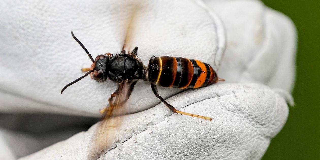 The Asian hornet has arrived in the Fürth district - | this is what makes ...