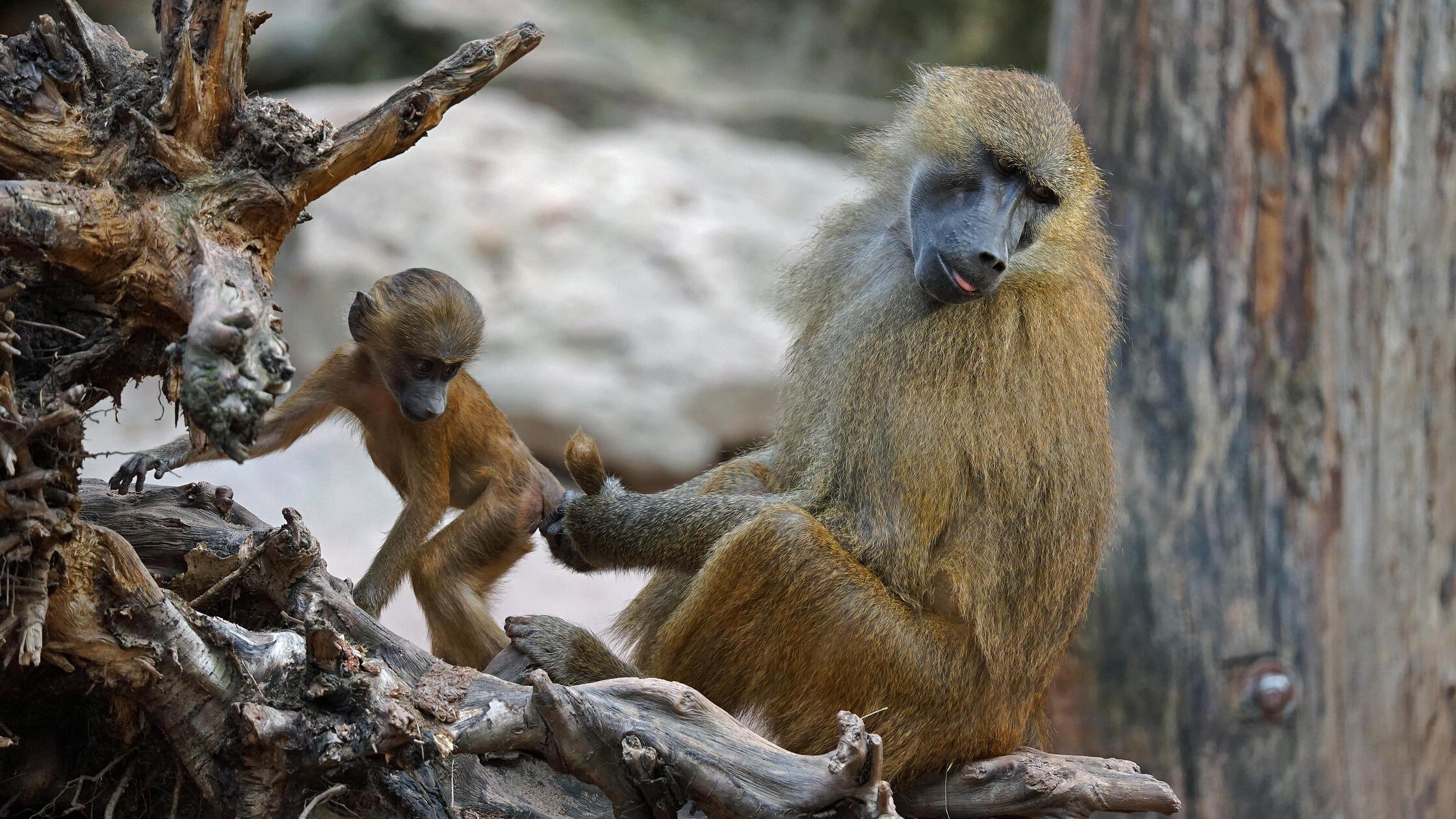 Sieben-Pavian-Junge-tot-Tiersch-tzer-erheben-neue-Vorw-rfe-gegen-N-rnberger-Tiergarten