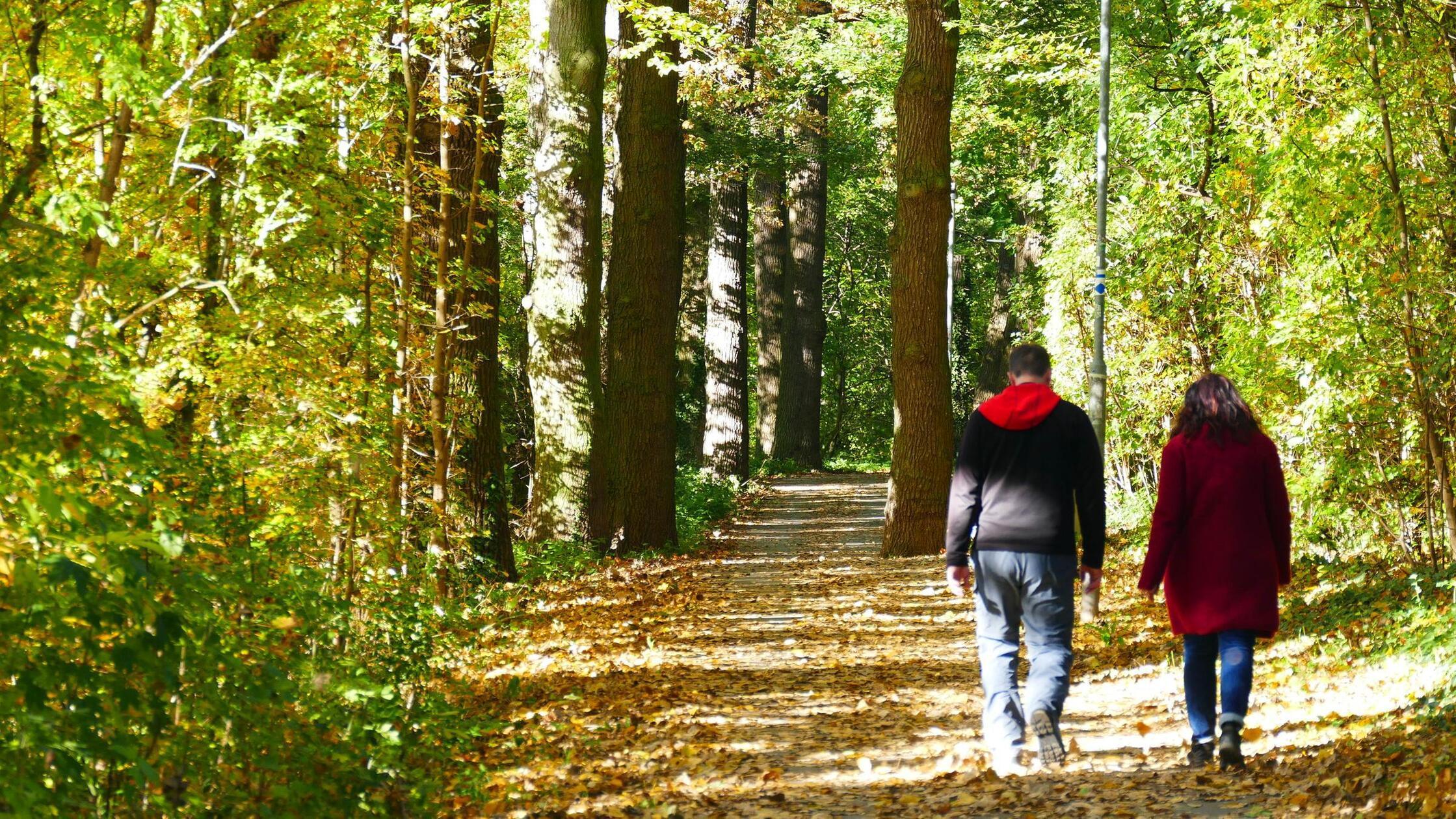 Herbst Wald Bäume