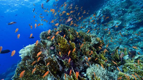 Ras Mohammed National Park in Egypt's Sharm El She