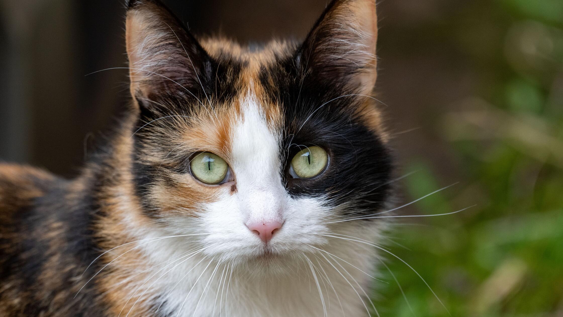 Katzen sind die beliebtesten Haustiere in Deutschl