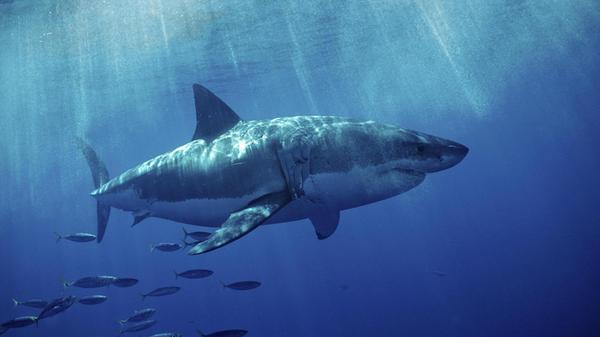 Weisser_Hai_Carcharodon_carcharias_USA_Kaliforni