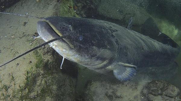 Europäischer Wels (Silurus glanis) Wels catfish (S