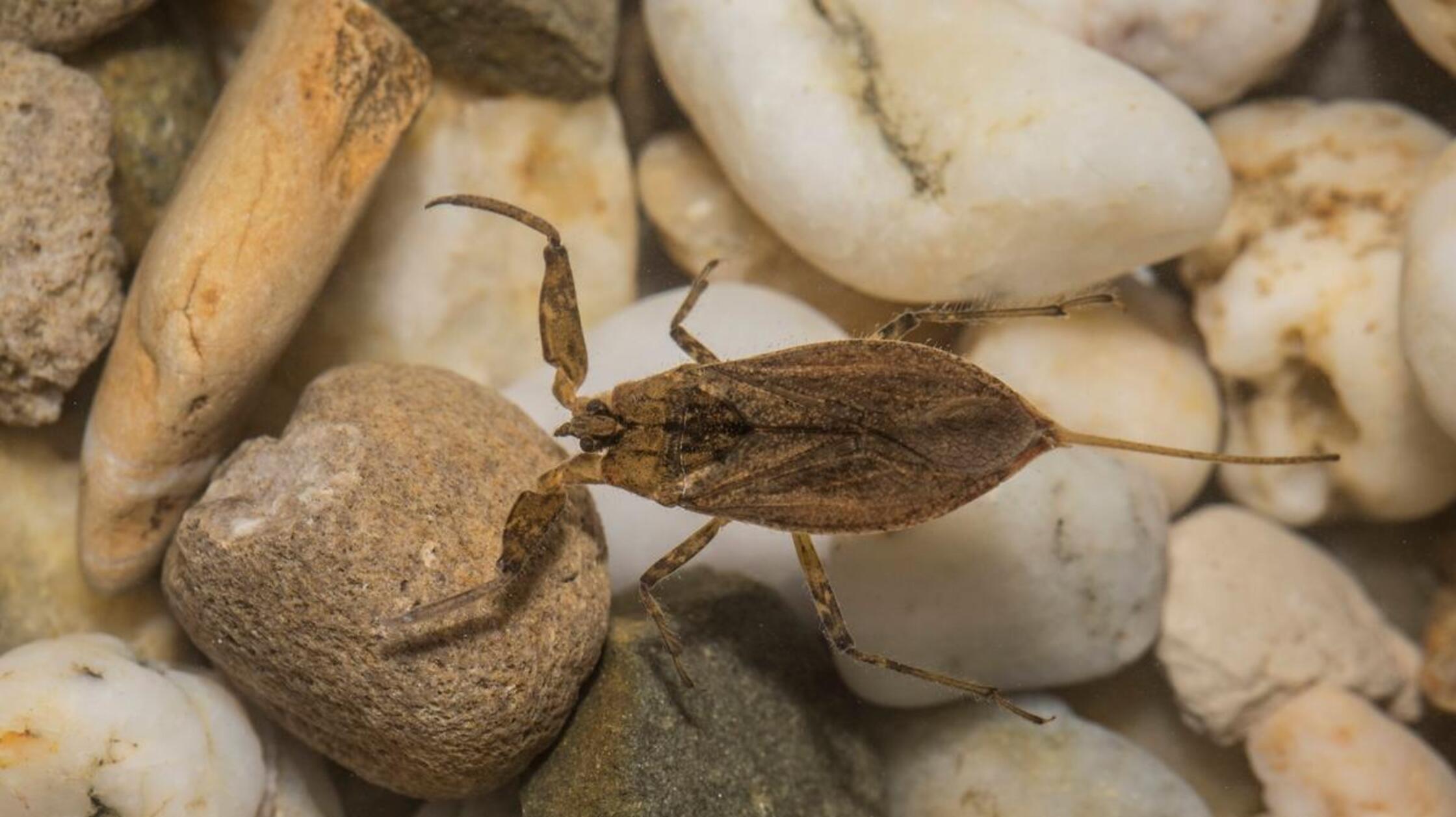 imago0257265515h