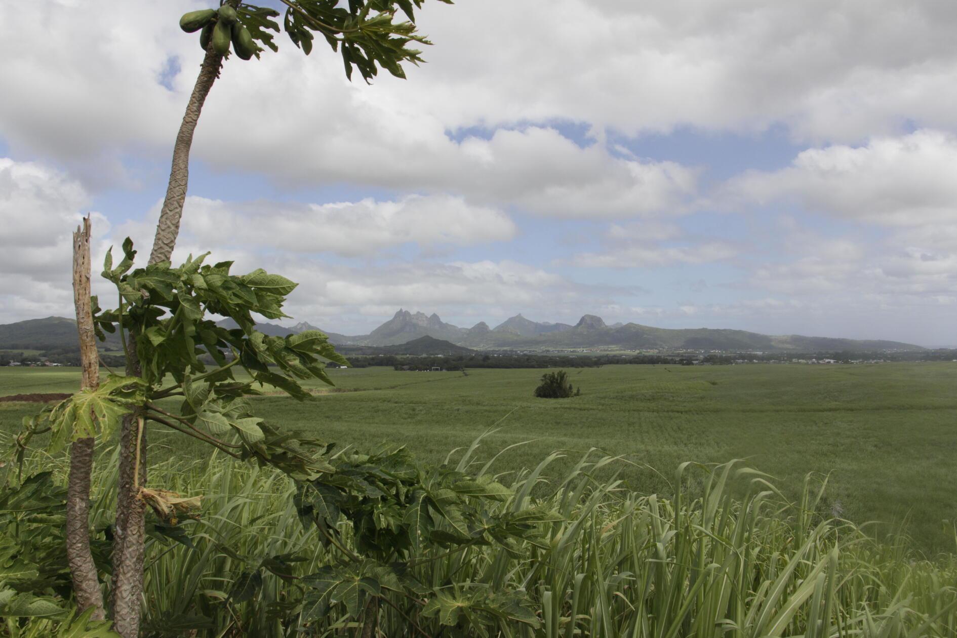 Die Zuckerrohrfelder prägen das Landschaftsbild der Insel. Mauritius produziert heute durchschnittlich 300.000 Tonnen Zucker pro Jahr. Während früher Quantität entscheidend war, ist Zucker heute ein Luxusprodukt. Das Zuckerrohr hat die multikulturelle Gesellschaft von Mauritius direkt geformt: Arbeiter aus Afrika, Indien und China kamen wegen der Plantagen und blieben bis heute.
