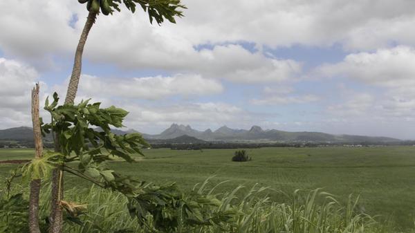 Die Zuckerrohrfelder prägen das Landschaftsbild der Insel. Mauritius produziert heute durchschnittlich 300.000 Tonnen Zucker pro Jahr. Während früher Quantität entscheidend war, ist Zucker heute ein Luxusprodukt. Das Zuckerrohr hat die multikulturelle Gesellschaft von Mauritius direkt geformt: Arbeiter aus Afrika, Indien und China kamen wegen der Plantagen und blieben bis heute.