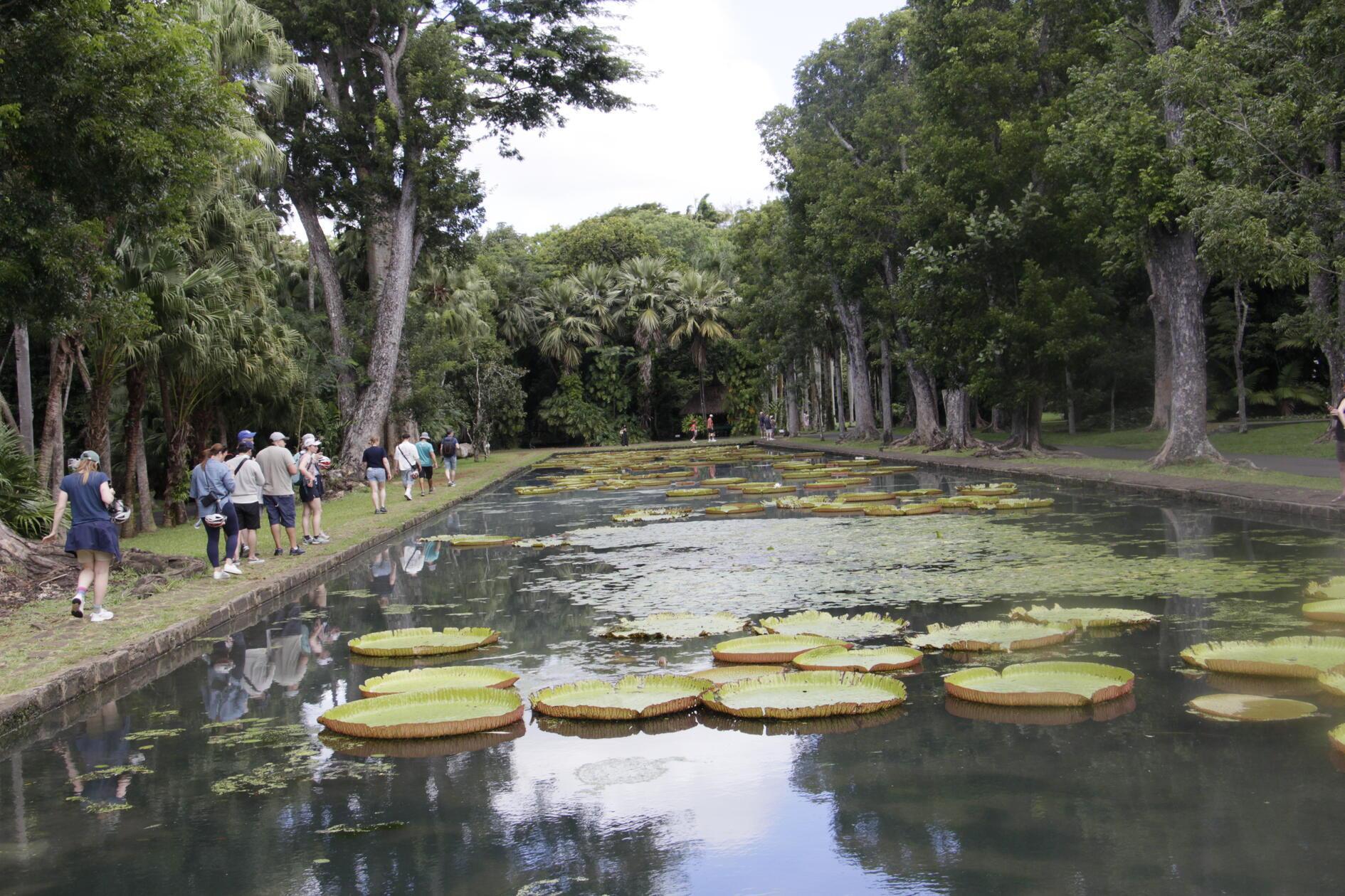 Der Botanische Garten Pamplemousses ist einer der ältesten botanischen Gärten der südlichen Hemisphäre. Auf 37 Hektar wachsen über 650 Pflanzenarten, darunter endemische und exotische Gewächse aus allen Tropenregionen. Der Eintritt kostet circa 5 Euro umgerechnet. Die 85 Palmensorten spenden angenehmen Schatten bei heißen Temperaturen.