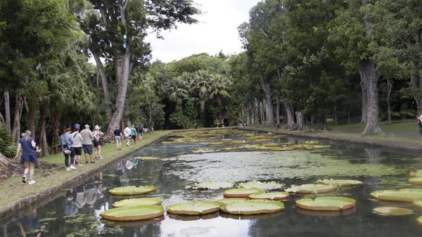 Der Botanische Garten Pamplemousses ist einer der ältesten botanischen Gärten der südlichen Hemisphäre. Auf 37 Hektar wachsen über 650 Pflanzenarten, darunter endemische und exotische Gewächse aus allen Tropenregionen. Der Eintritt kostet circa 5 Euro umgerechnet. Die 85 Palmensorten spenden angenehmen Schatten bei heißen Temperaturen.