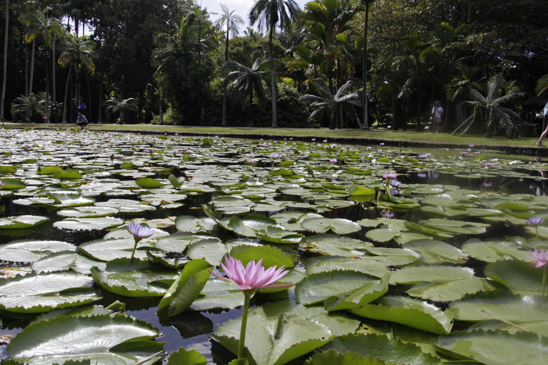 Die berühmten Seerosen im Botanischen Garten in Pamplemousses sind Victoria amazonica – auch Victoria regia genannt – und stammen ursprünglich aus dem Amazonasgebiet in Südamerika (vor allem Brasilien). Sie sind also, wie so vieles auf Mauritius, importiert.