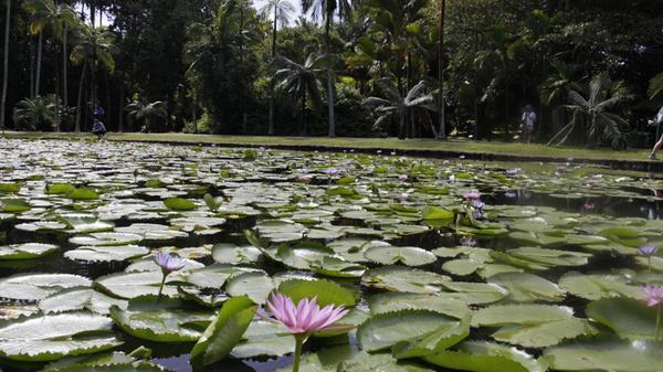 Die berühmten Seerosen im Botanischen Garten in Pamplemousses sind Victoria amazonica – auch Victoria regia genannt – und stammen ursprünglich aus dem Amazonasgebiet in Südamerika (vor allem Brasilien). Sie sind also, wie so vieles auf Mauritius, importiert.