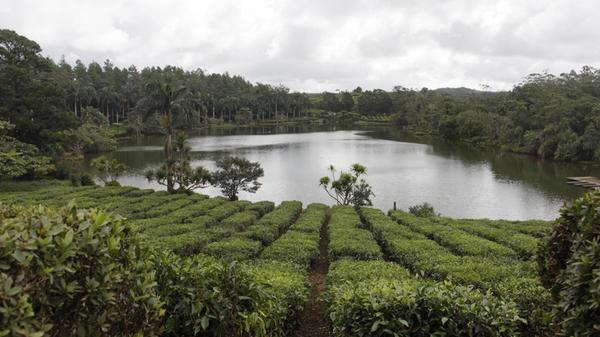 Auf der Teeplantage Bois Chéri ziehen sich die Sträucher in akkuraten Reihen über die Hochebene im Süden von Mauritius. Das feuchte Klima der Region bietet ideale Bedingungen für den Anbau von Camellia sinensis. Bois Chéri gilt als einer der wenigen Teeanbaugebiete im gesamten Indischen Ozean.