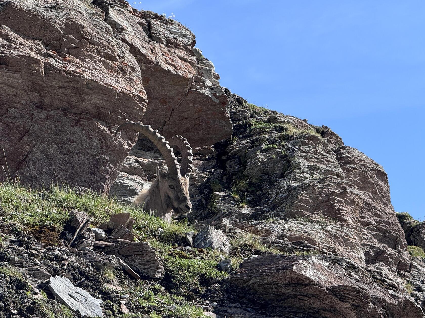 Keine Scheu: Die Steinböcke in den Bergen rund um Bormio lassen sich durch Wanderer nicht aus der Ruhe bringen.
