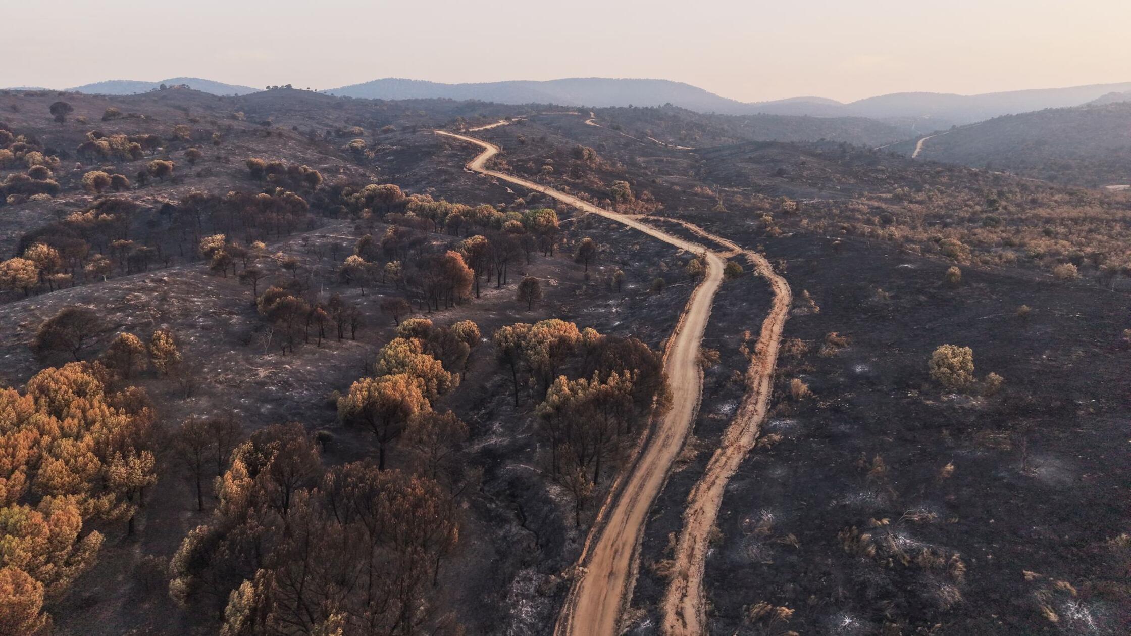 Ein Blick auf das von einem Waldbrand verwüstete G