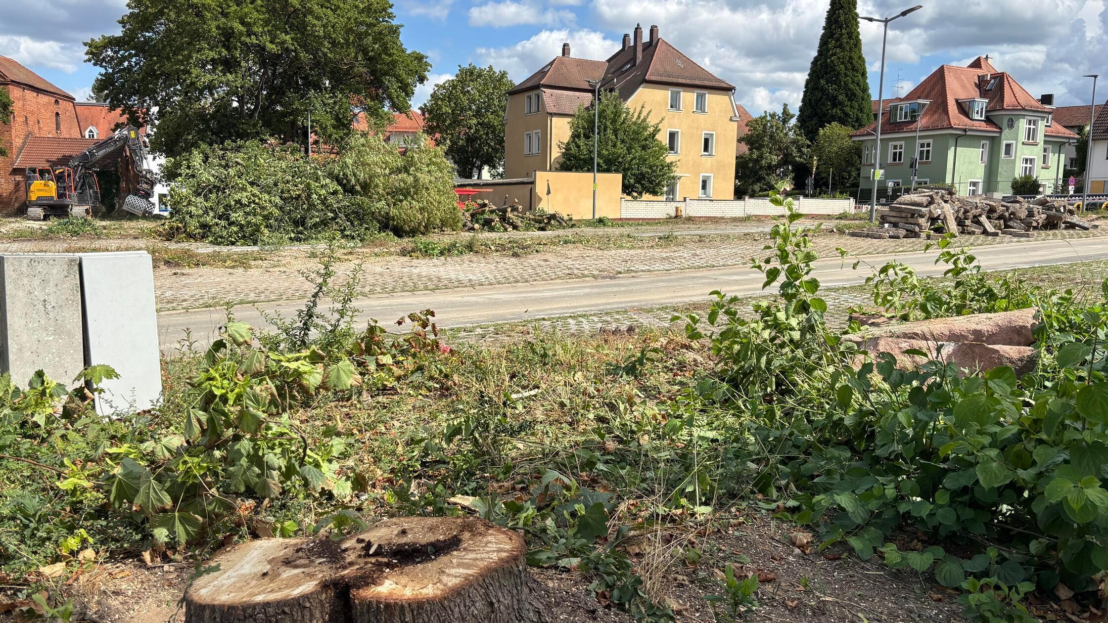 Baumfällung Prell-Areal