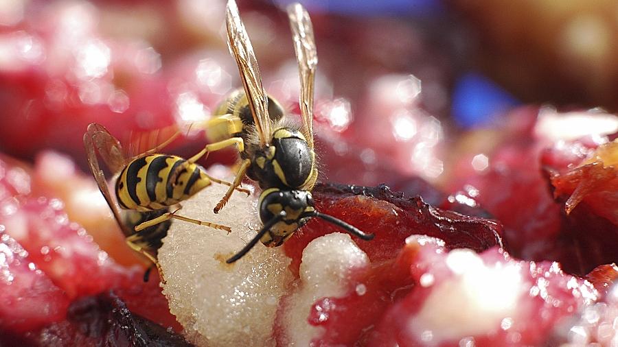 Forchheim: Imker helfen gegen Wespen