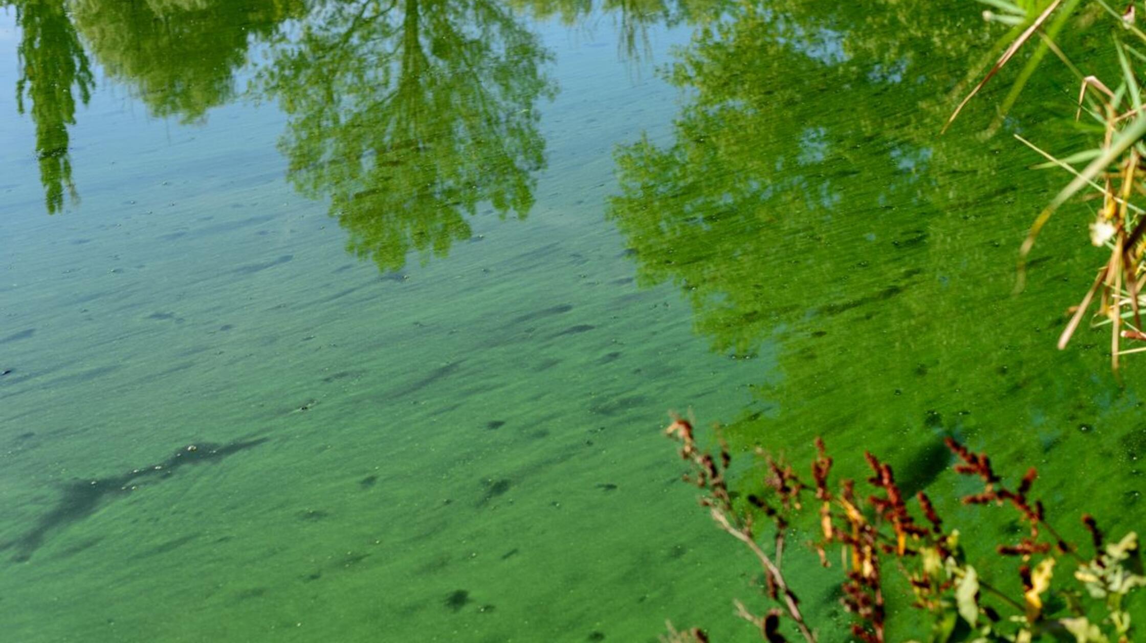  - So können Sie Blaualgen vor dem Baden erkennen