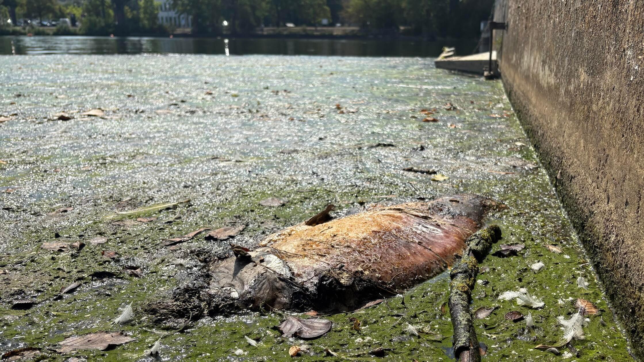 Wöhrder Lake in Nuremberg: foul stench on the shore and dead carp in the ...