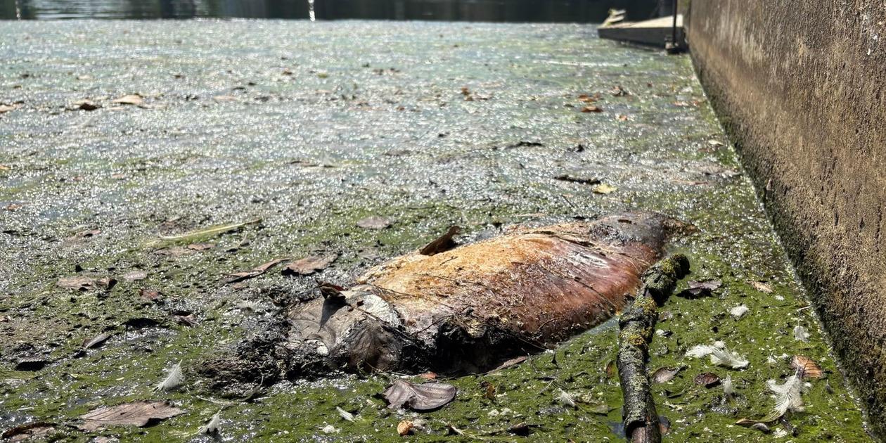 Wöhrder Lake in Nuremberg: foul stench on the shore and dead carp in the ...