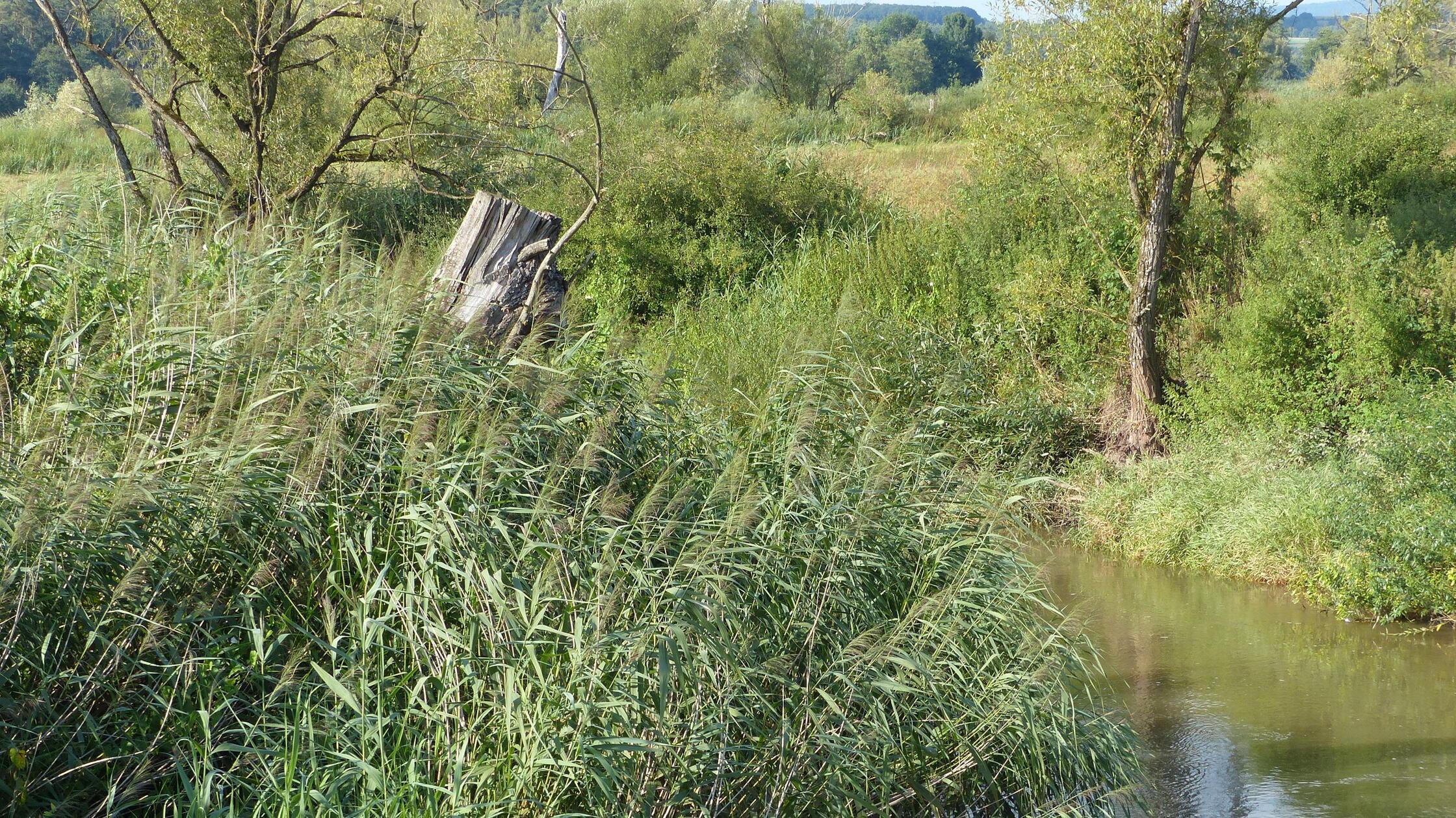Sommerliche Ferienstimmung im Aischgrund bei Halle