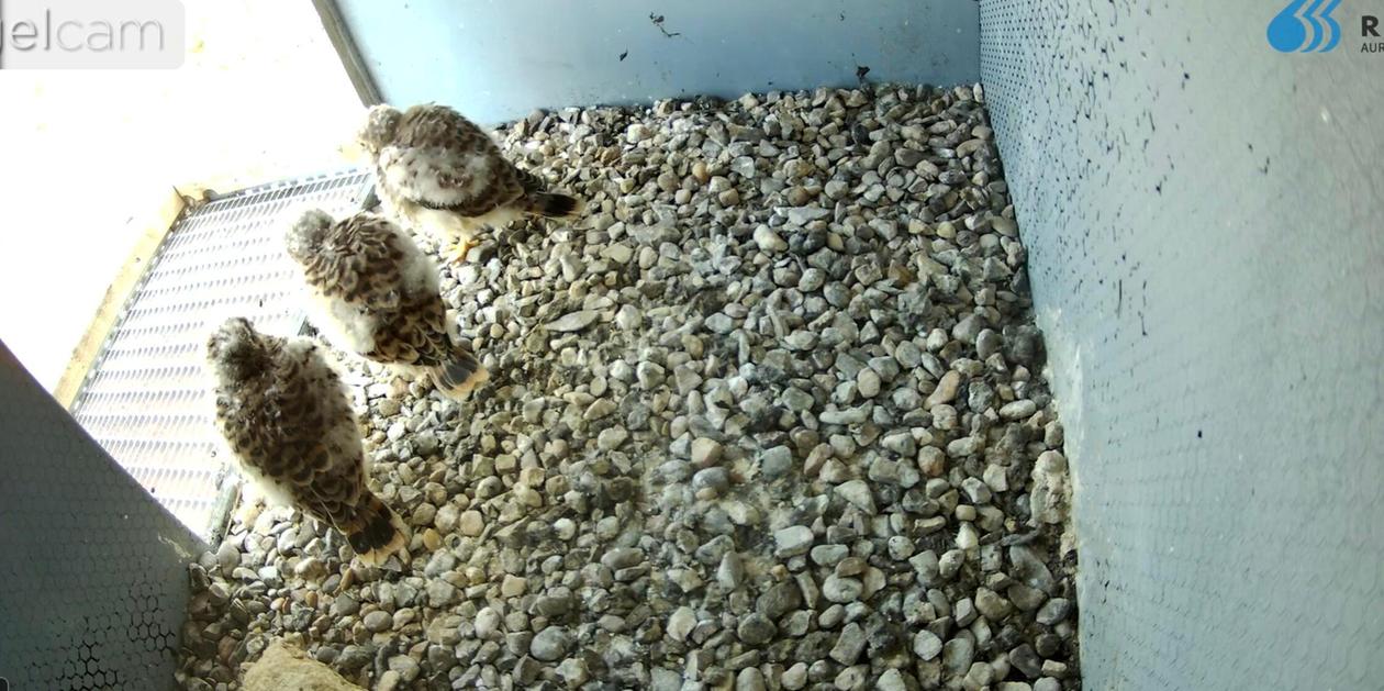 Nach Online-Umfrage: So heißen die Röthenbacher Falken