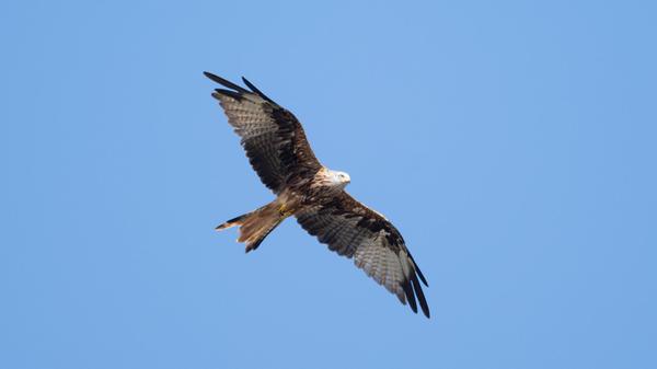 Ein Rotmilan fliegt bei Sonnenschein über den Lins