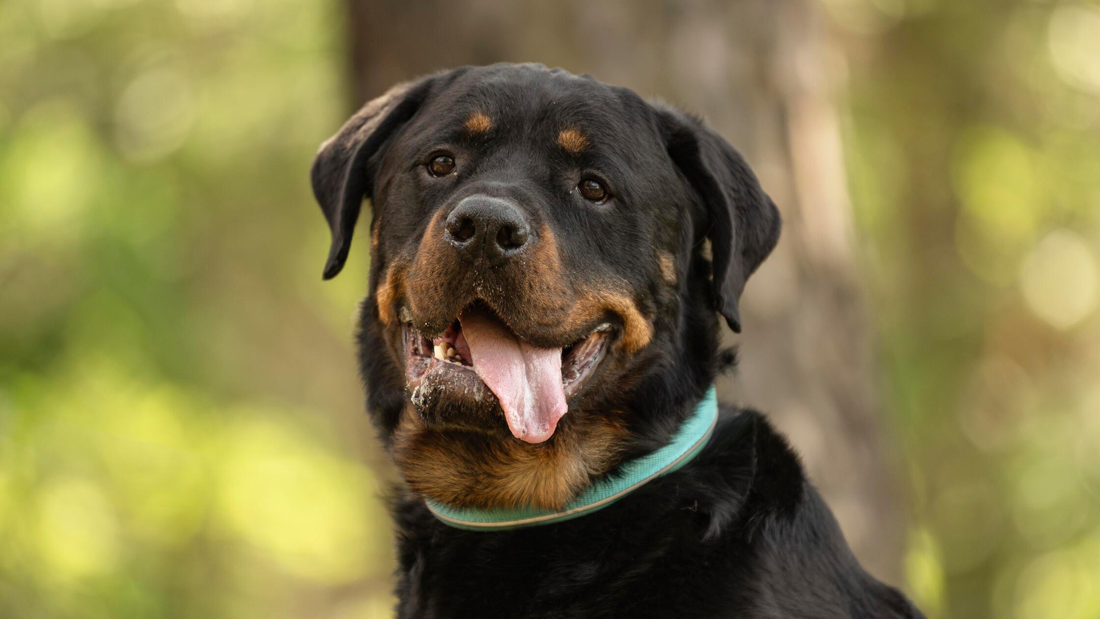 06_19-Tierheim_Chiara-Calow_Hunde-10