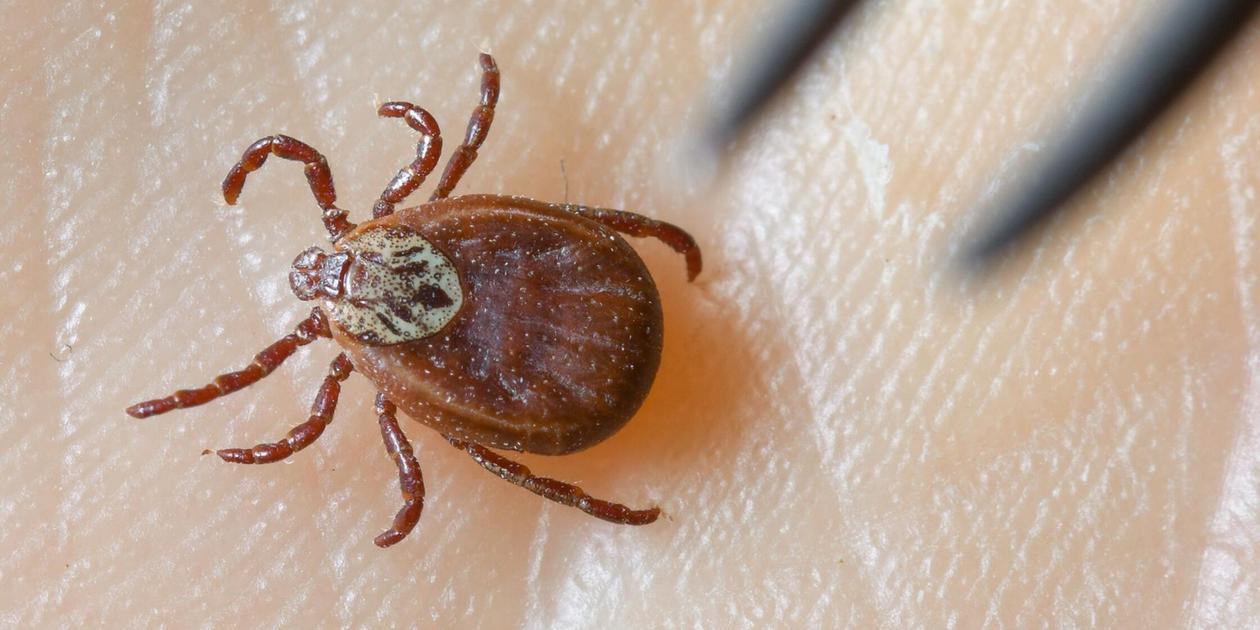 High-risk area Franconia: Number of TBE cases from tick bites slightly ...