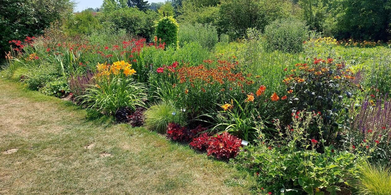 Pappe im Garten: Wie ein Trick aus den USA viele Stunden Arbeit erspart und trockenem Rasen ein neues Leben schenkt