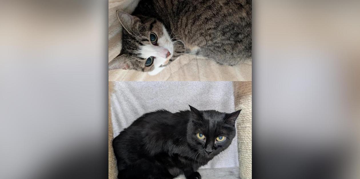 Sad fate: Nuremberg animal shelter is looking for a last home for Franz ...