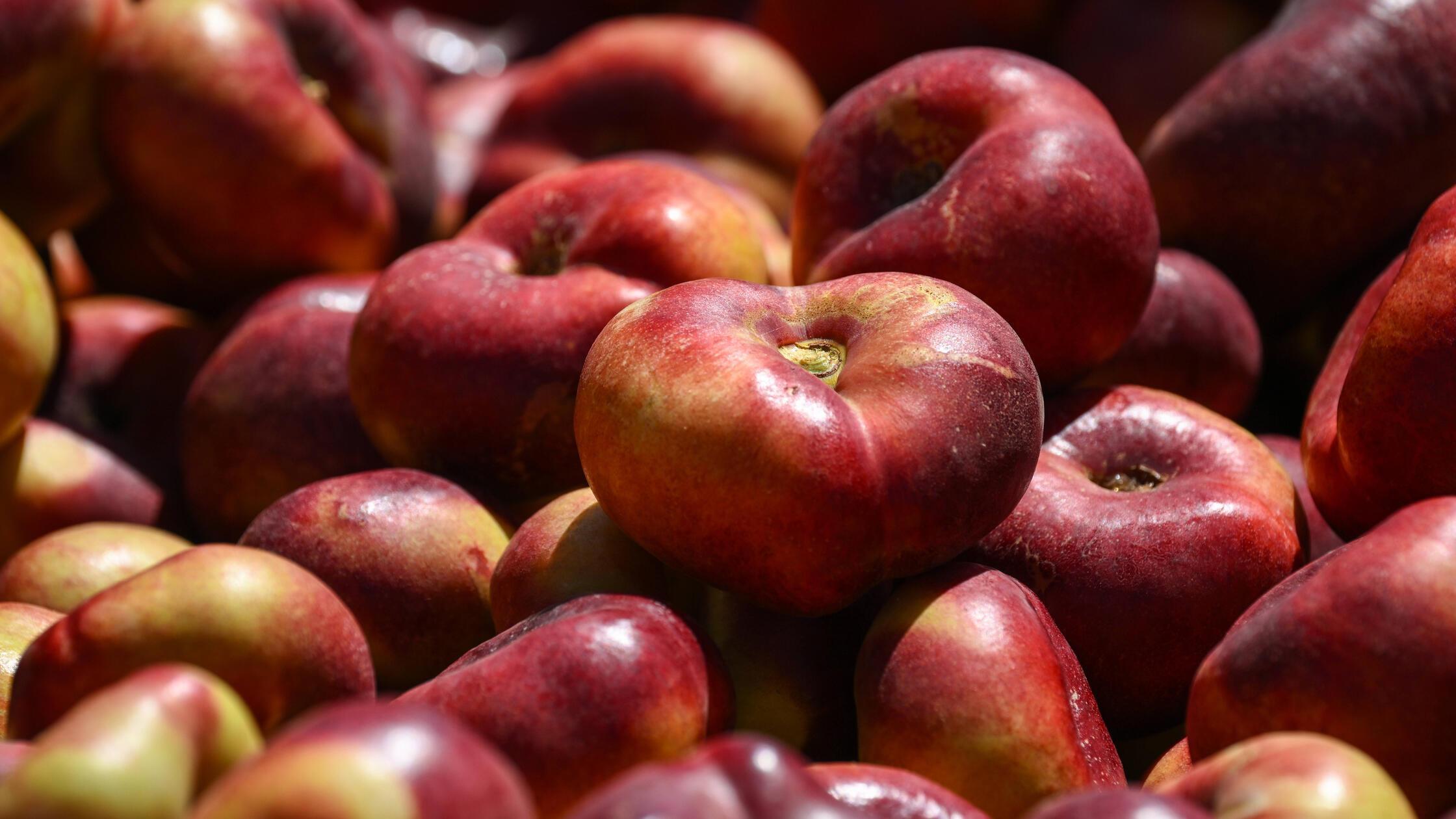 Russia Agriculture Peach Harvesting