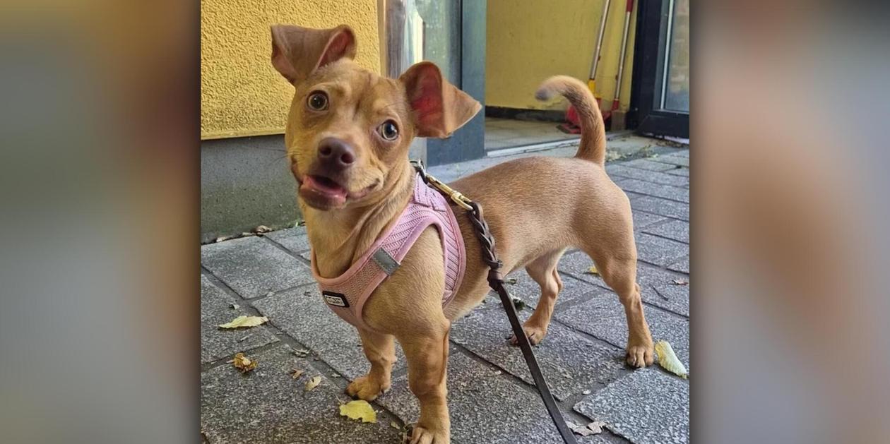 Several challenges with a dog: Puppy Bella is waiting for a home at the ...