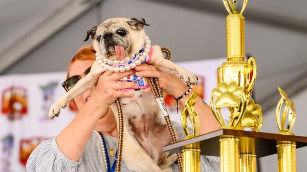 Die Mops-Rettungshündin Jinny Lu freut sich über i