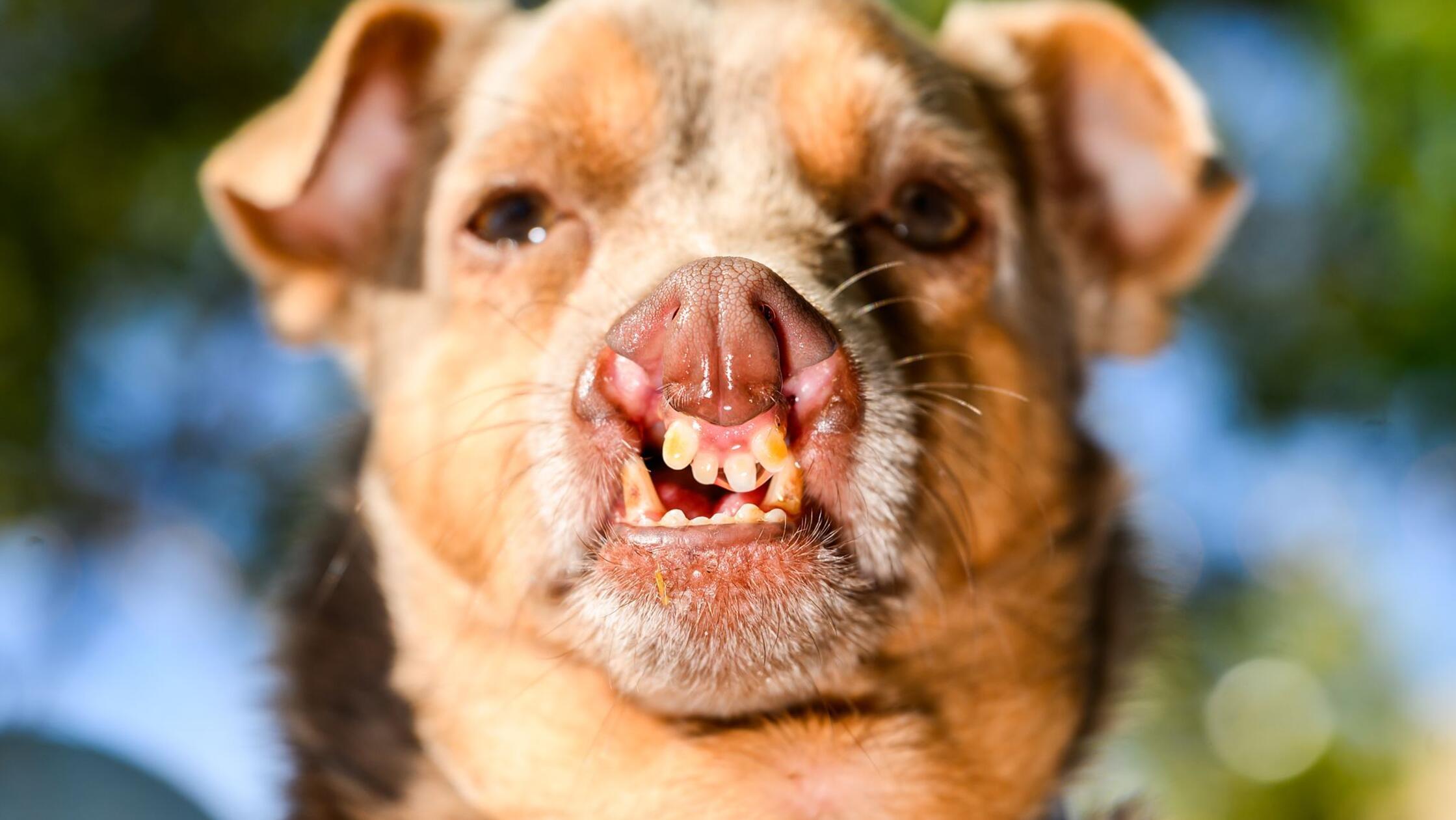 Otto, ein Chihuahua-Mischling, bereitet sich auf d