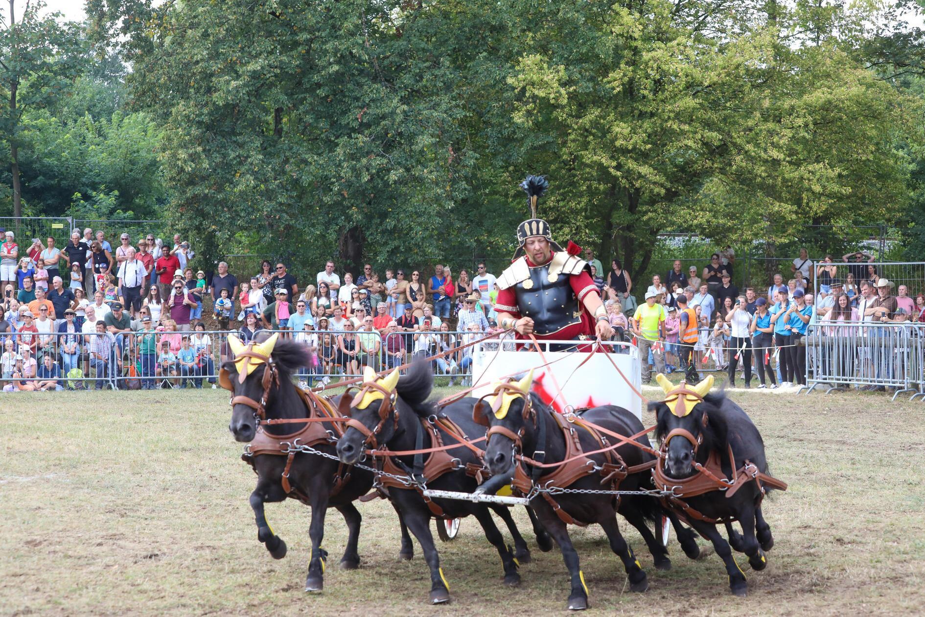 Pferdeschau Fohlenschau Volksfest