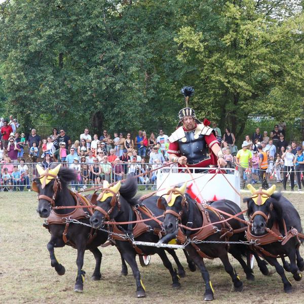 Pferdeschau Fohlenschau Volksfest