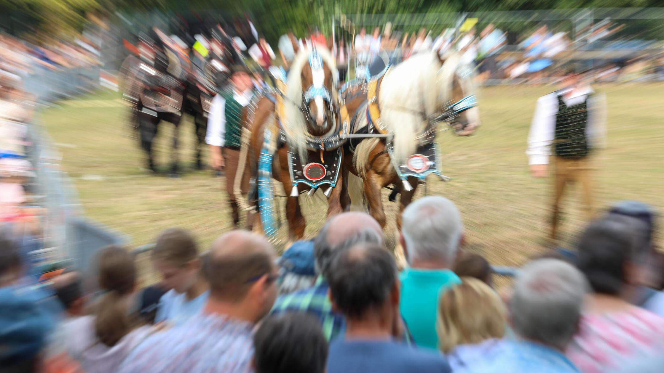 Pferdeschau Fohlenschau Volksfest