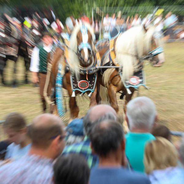 Pferdeschau Fohlenschau Volksfest