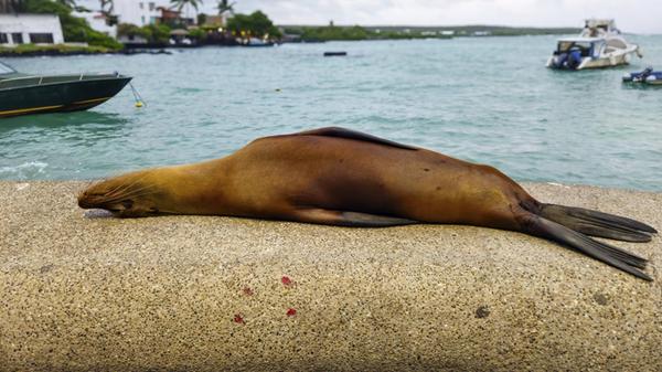 Puerto Ayora, Insel Santa Cruz, Galapagos, Ecuador