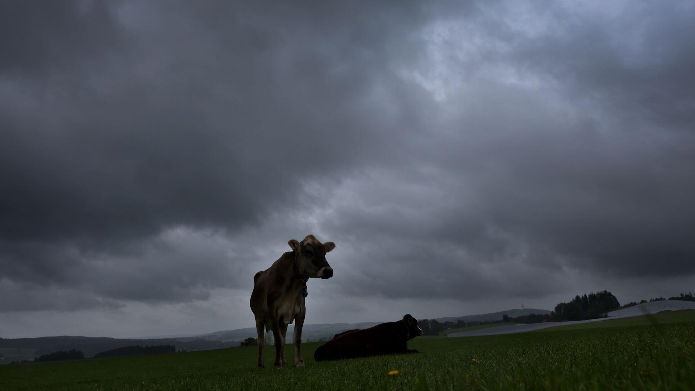 Eine Kuh steht unter dichten Regenwolken auf einer