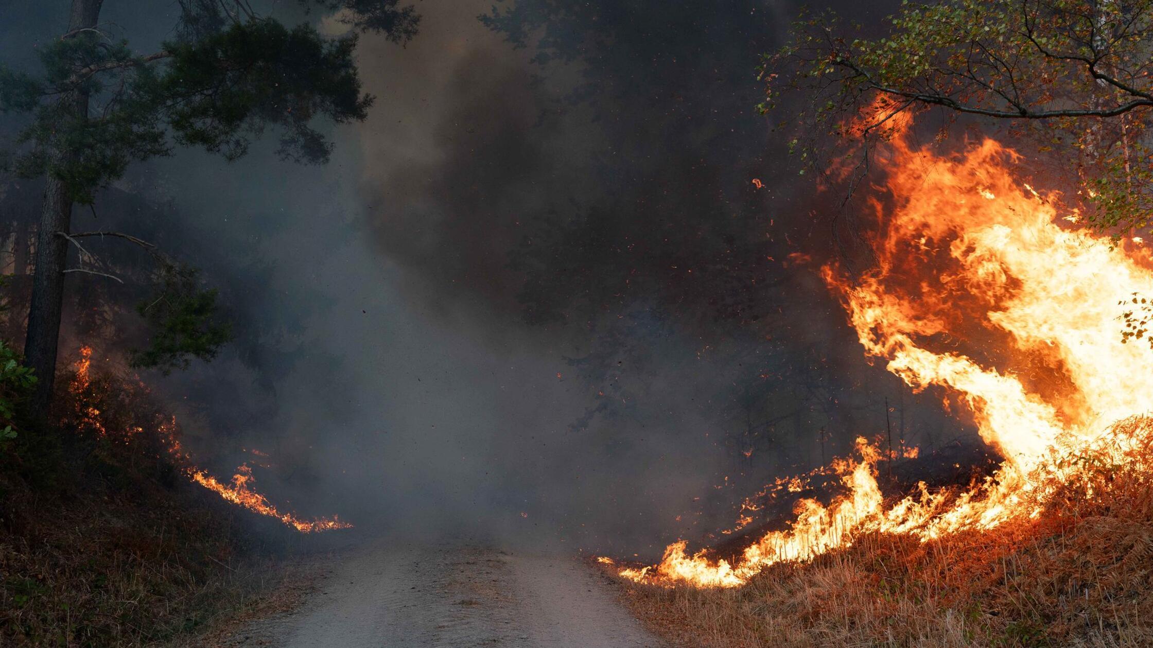 Flammen sind am Rand eines Waldwegs im Hürtgenwald
