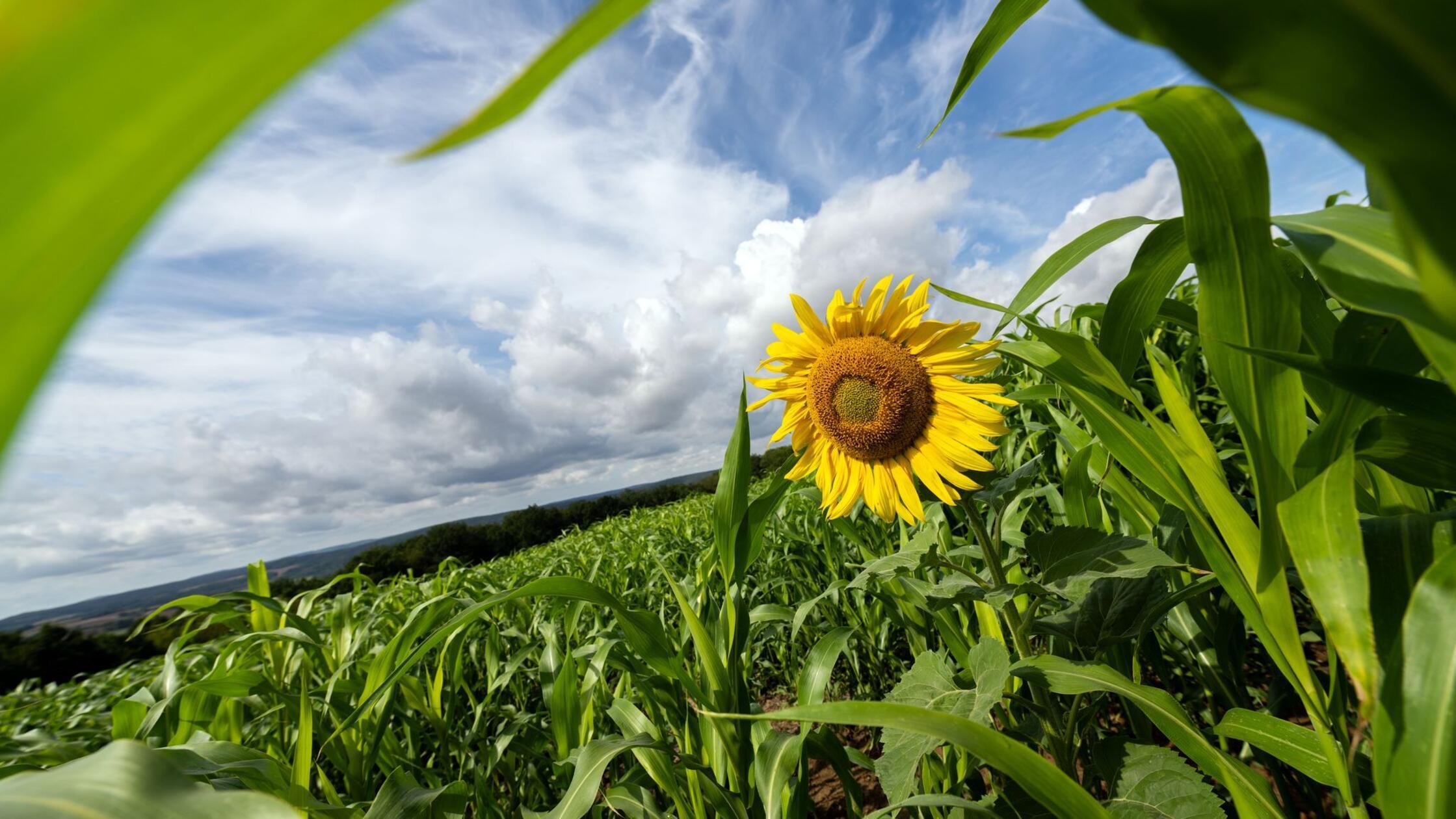 Die gelben Zungenblüten einer Sonnenblume strahlen