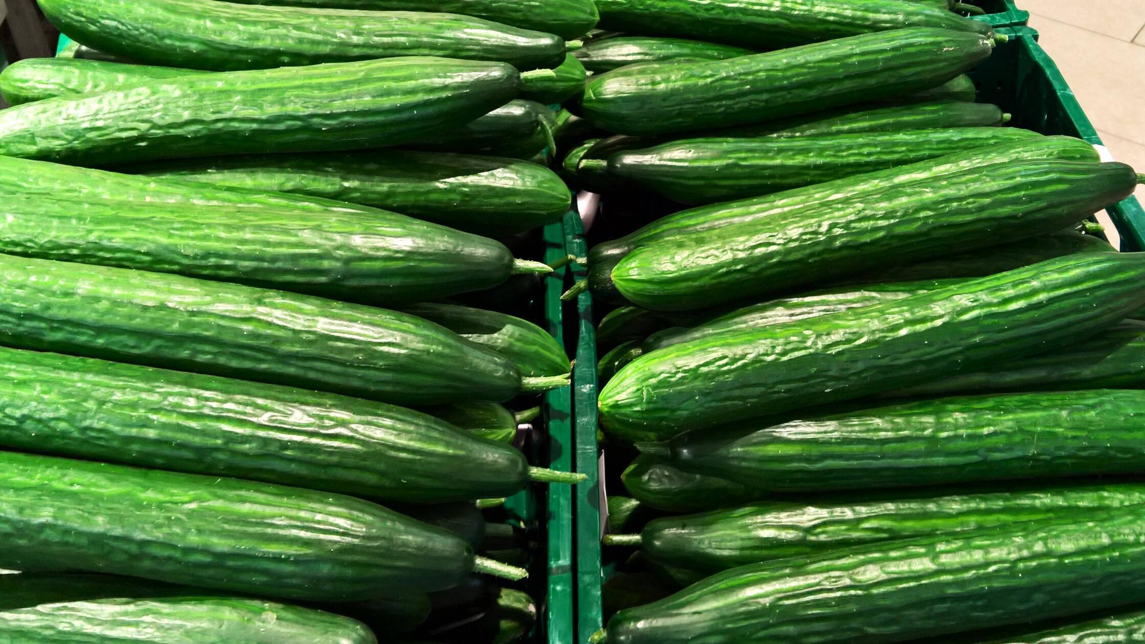 Frische Gurke, Salatgurke, Schlangengurke beim Dis
