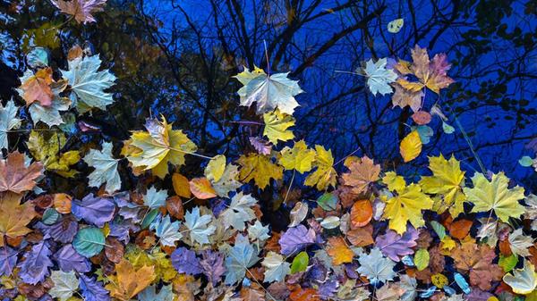 Buntes Herbstlaub schwimmt im Wasser des Großen Tr