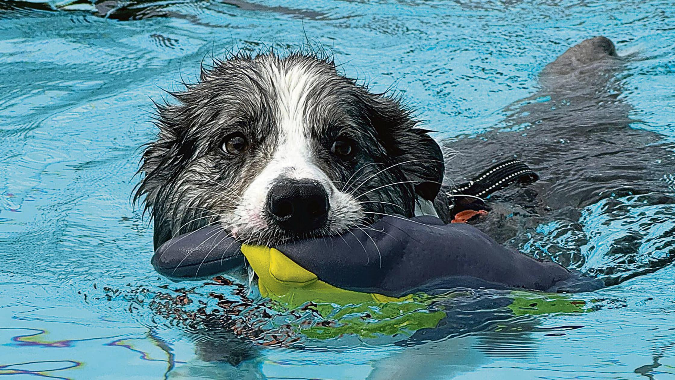 When dogs are allowed in the outdoor pool: Dog swimming is coming up at ...