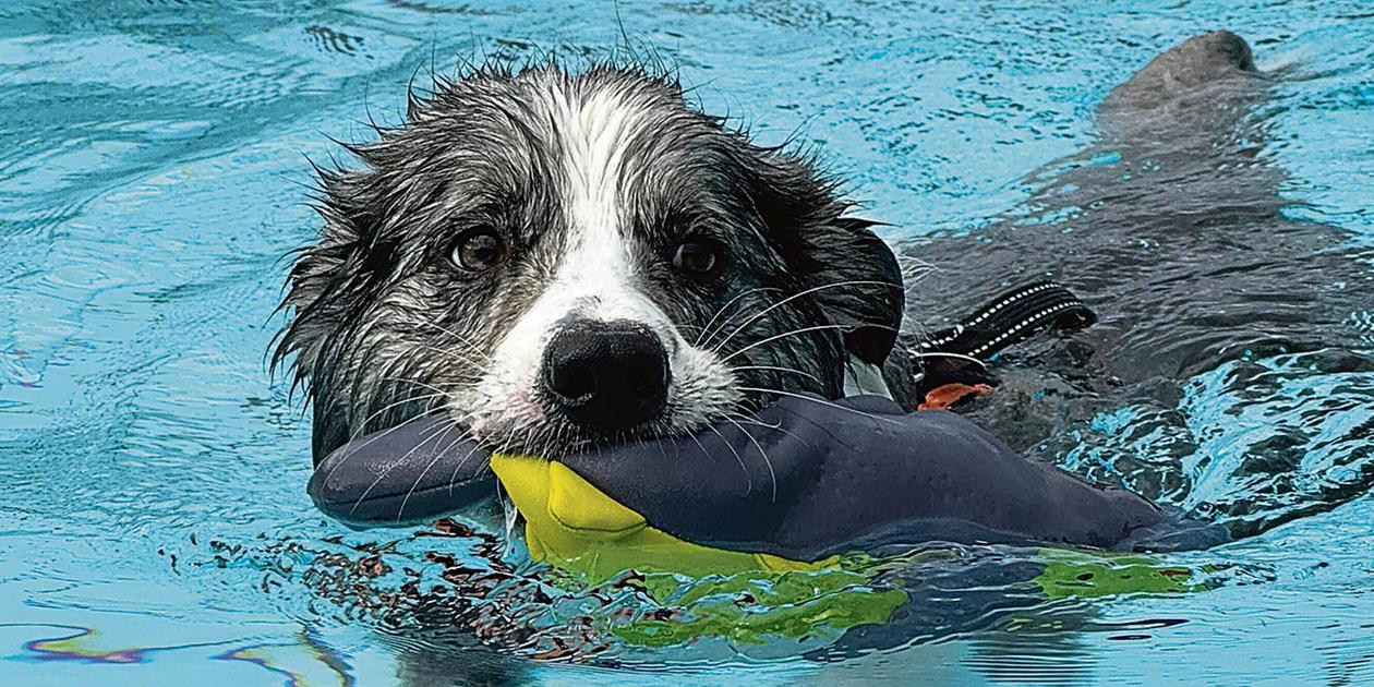 When dogs are allowed in the outdoor pool: Dog swimming is coming up at ...