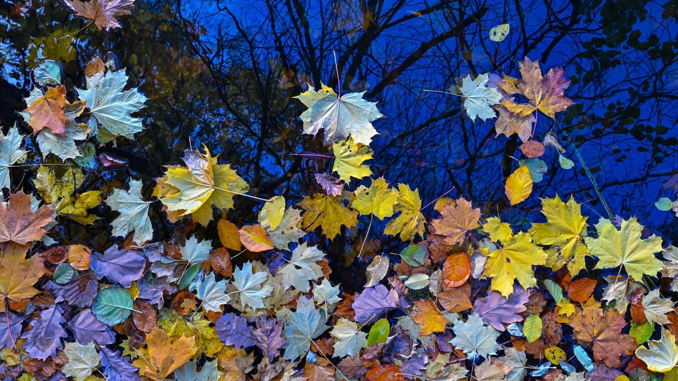 Buntes Herbstlaub schwimmt im Wasser des Großen Tr