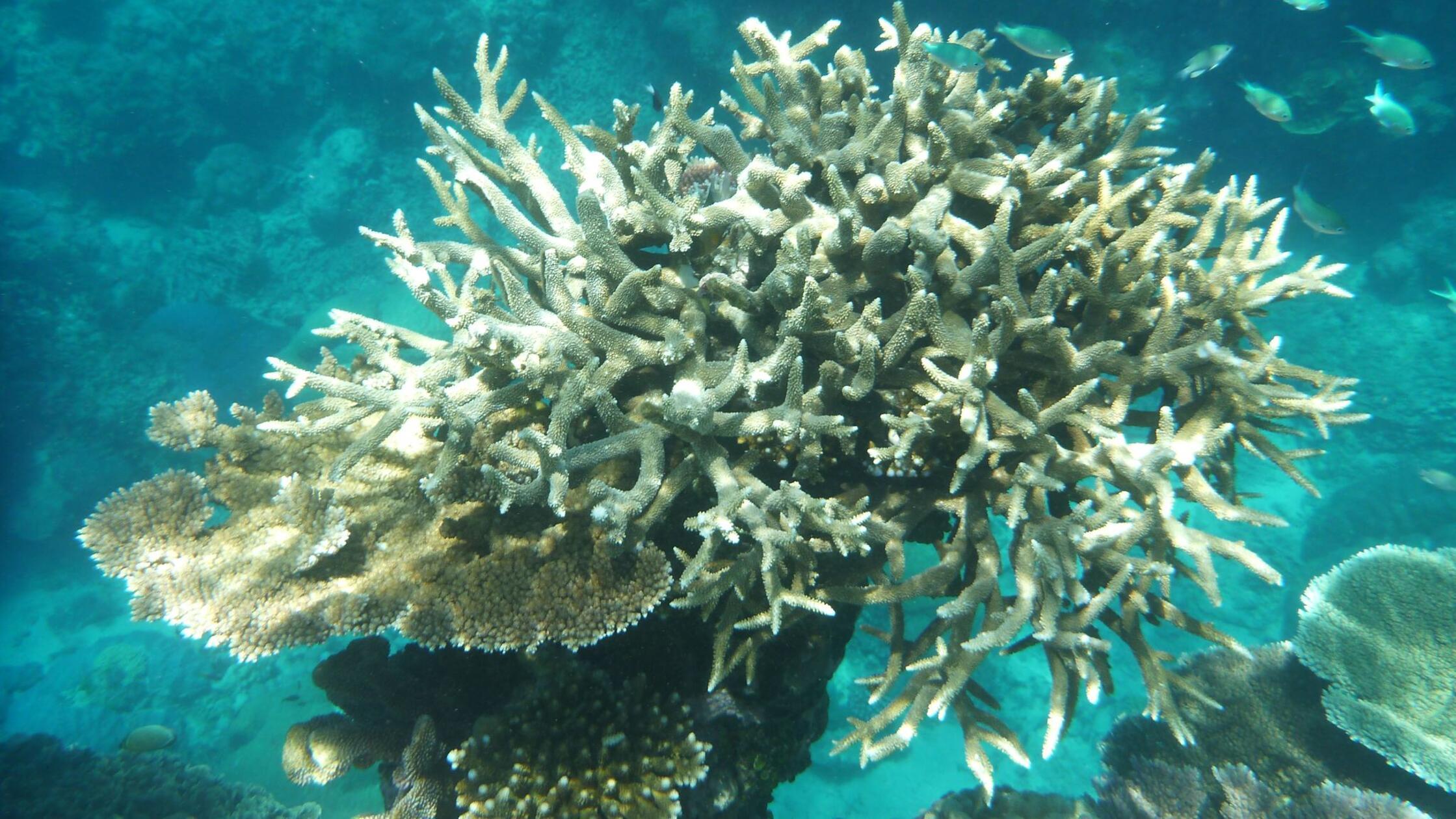 Korallen am Great Barrier Reef, die von der Korall