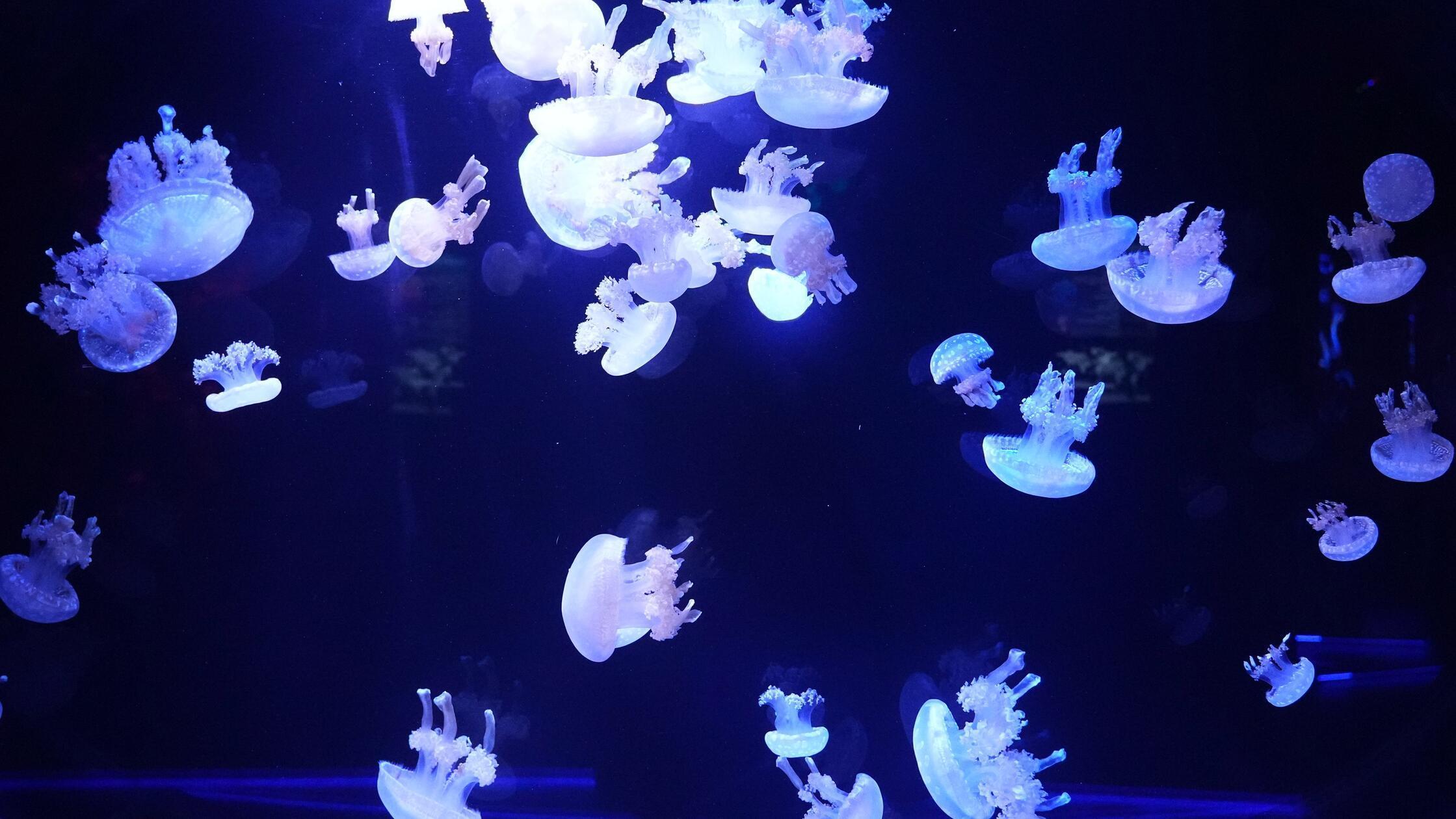 14.08.2026, USA, Pompano Beach: Im Jellyfish Museu
